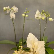 Double Mini White orchid Box - beverlyhillsflorist