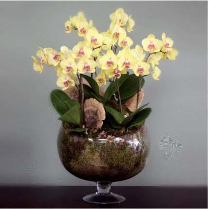 Extravagant Yellow Orchids - beverlyhillsflorist