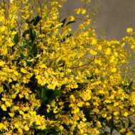 Enchanting Oncidium Orchids - beverlyhillsflorist