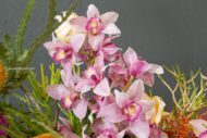 Vivid Orchids - beverlyhillsflorist